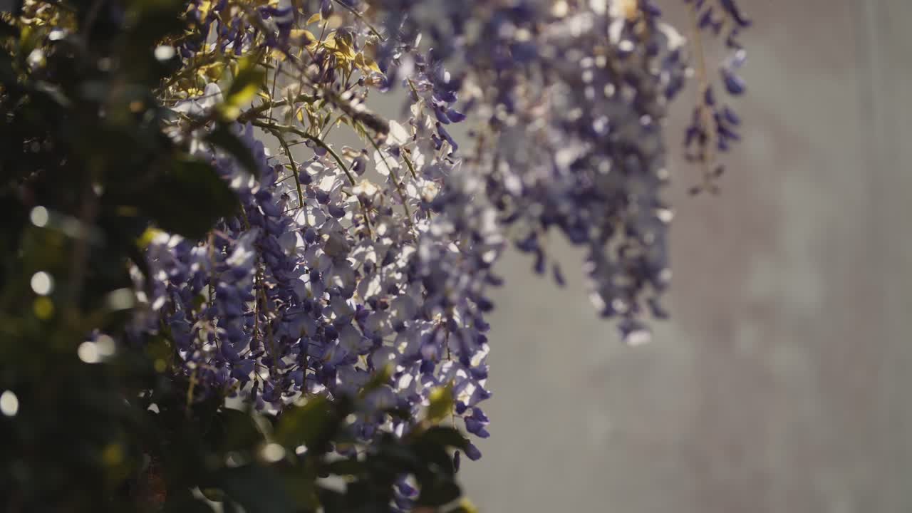 바람과 함께 날아가는 보라색 꽃의 꾸준한 샷