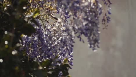 Stetiger-Schuss-Von-Lila-Blumen,-Die-Mit-Dem-Wind-Fliegen