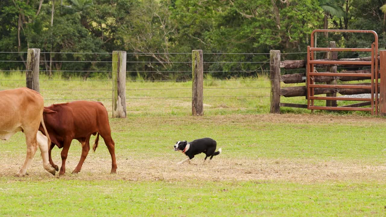 Dogs expertly herd cattle in a rural setting, showcasing agility and teamwork. Bright daylight enhances the vibrant outdoor scene