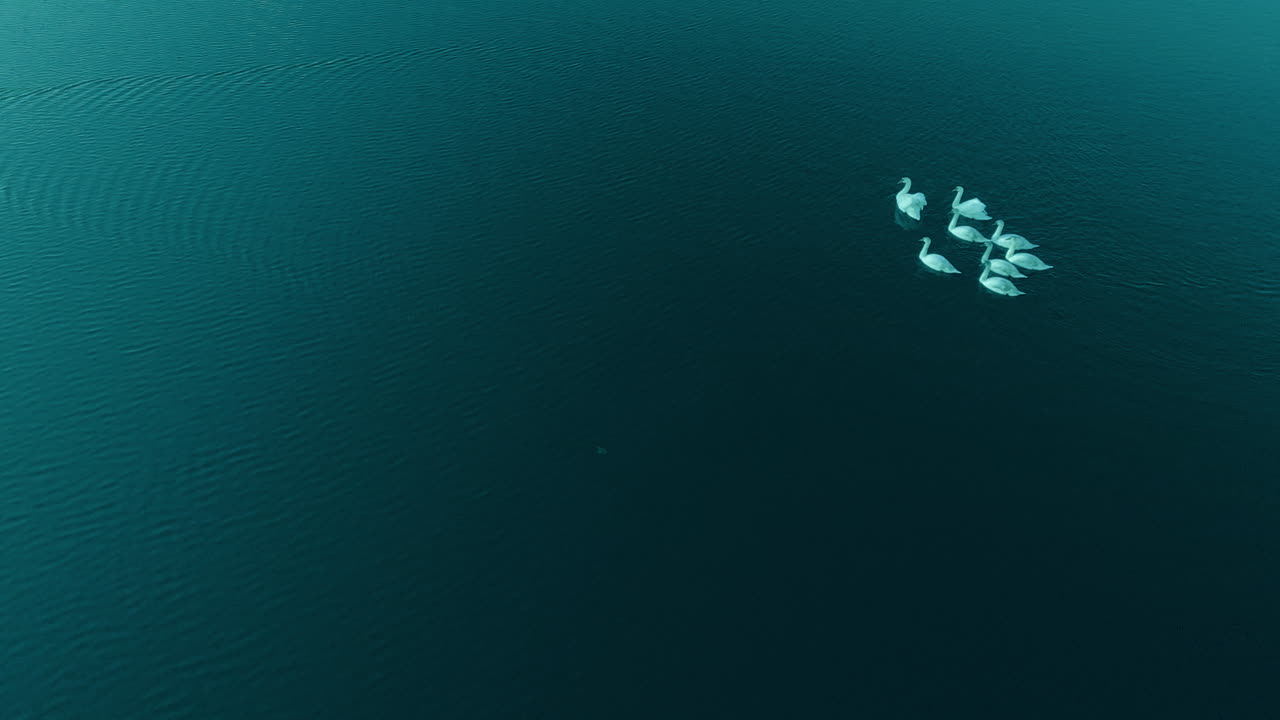 A group of swans affects the center of the pond from the right, dark water and no sky