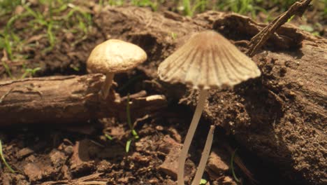 Revealing-macro-shot-of-field-mushrooms-growing-in-forest,-New-Zealand