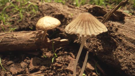 revealing macro shot of field mushrooms growing in forest, new zealand