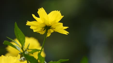 beautiful yellow flowers - leafs