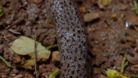 Extreme-close-up-above-big-leopard-spotted-slug-crawling-on-wet-dirt-ground