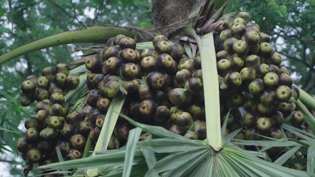 The palm tree has palm fruit.