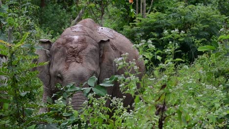 los elefantes asiáticos son especies en peligro de extinción y también son residentes de tailandia