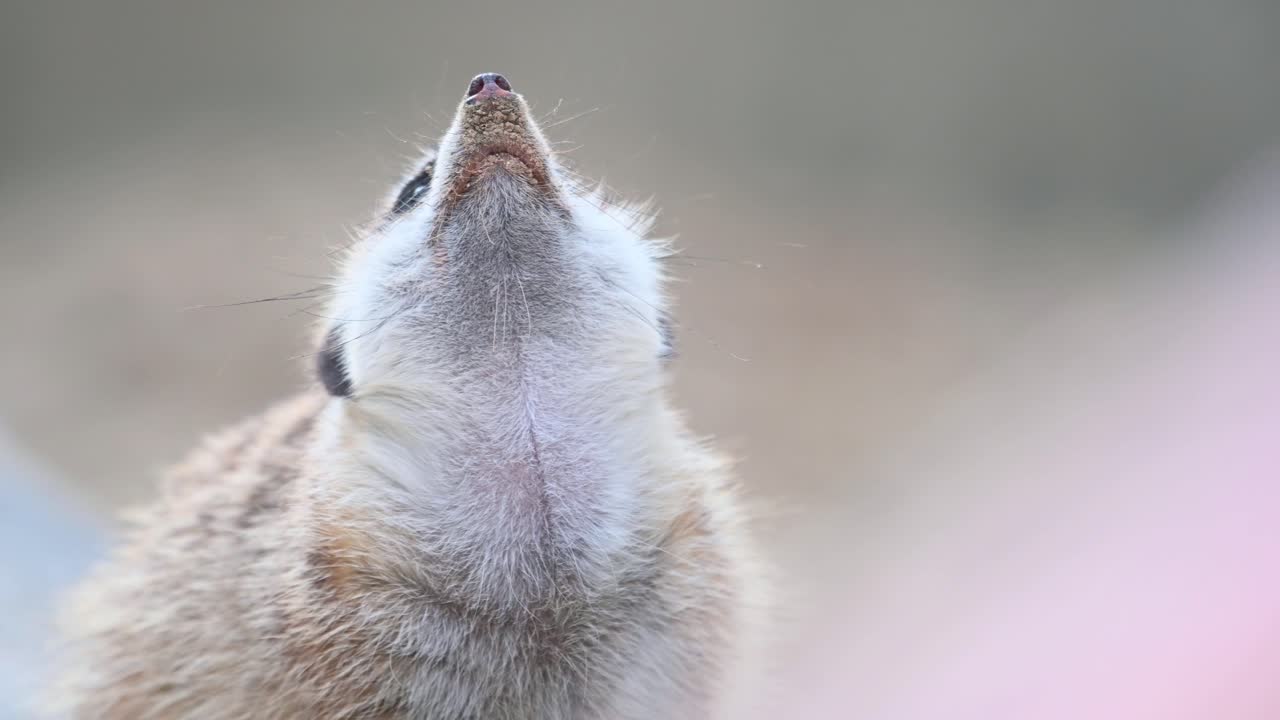 сурикат, suricata suricatta, кадры 4k