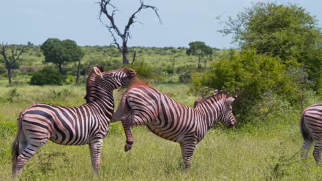 Two-plains-zebras-prancing-in-grassy-savannah,-one-kicking-the-other