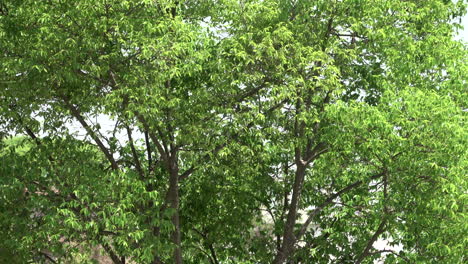 a tree blowing in the wind on a sunny day in the outdoors