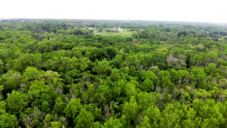 vista aérea del bosque verde y el claro de hierba en uw parkside