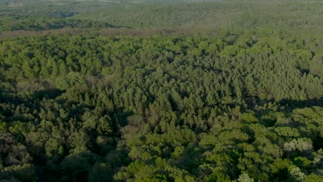 Aerial-over-a-dense-forest-in-the-mountains-of-Wisconsin-during-dusk