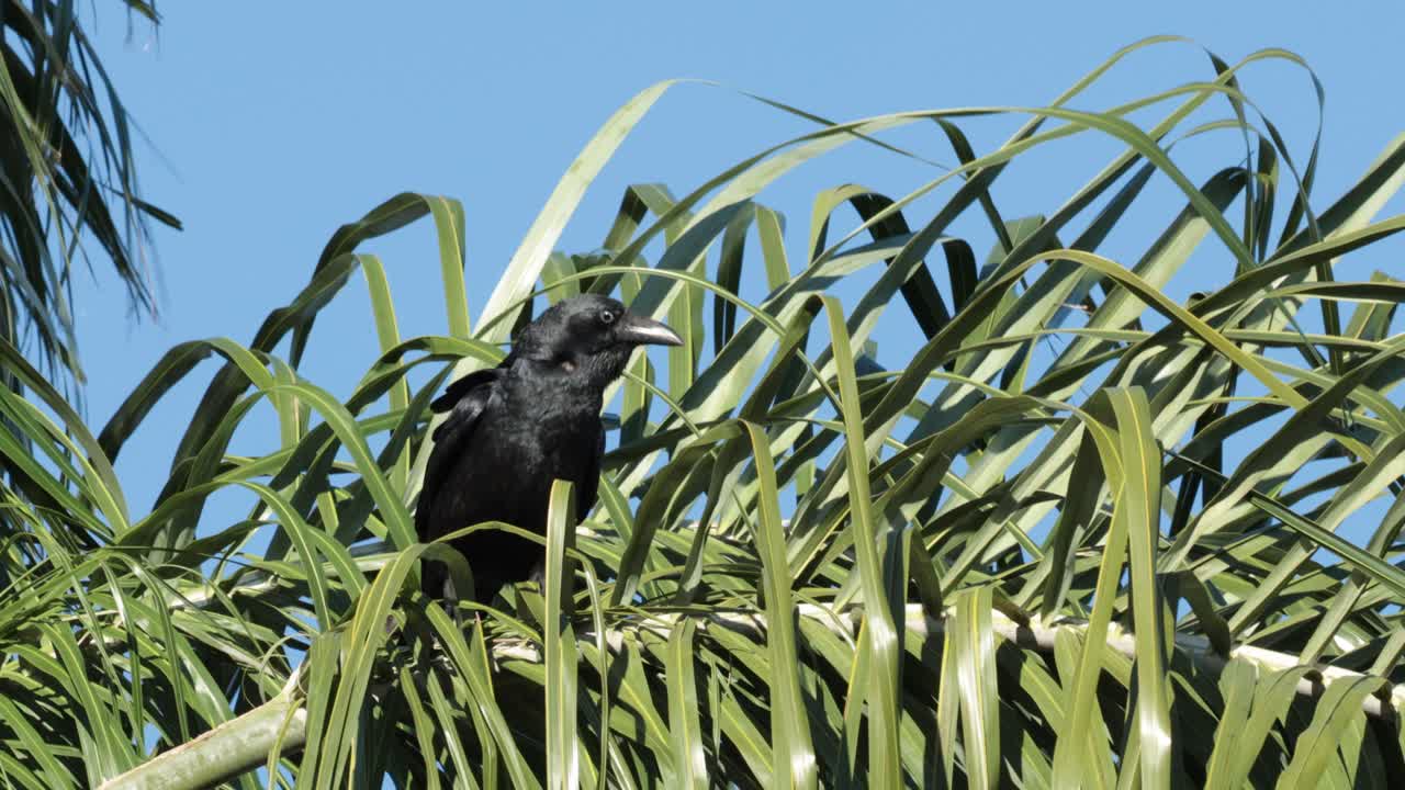 un cuervo se sienta y se mueve entre la hierba alta