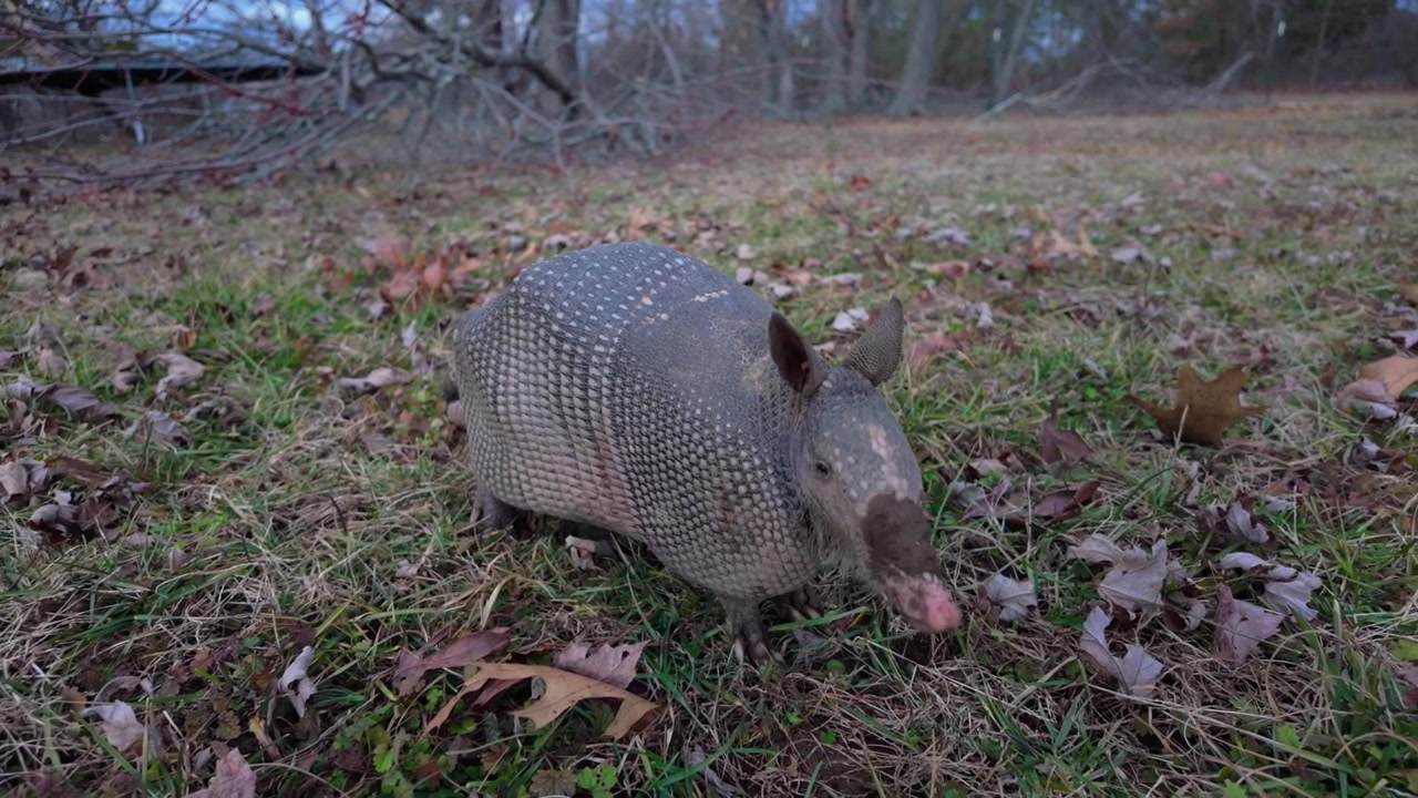 Armadillo a nove fasce che cerca cibo in un campo erboso. Descrizione: Un primo piano, ripreso all'altezza degli occhi, di un armadillo selvatico a nove fasce che annusa e cerca cibo tra foglie secche ed erba a chiazze. La clip cattura l'u