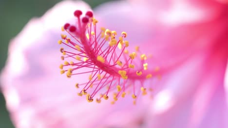 Close-up-of-pink-flowers-with-green-leaves-on-sunny-day,-slow-motion