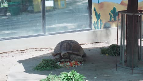 tortuga disfruta comiendo verduras en el parque zoológico