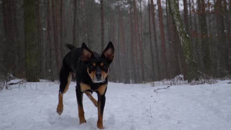 black and tan dog doing a spin and running towards the camera