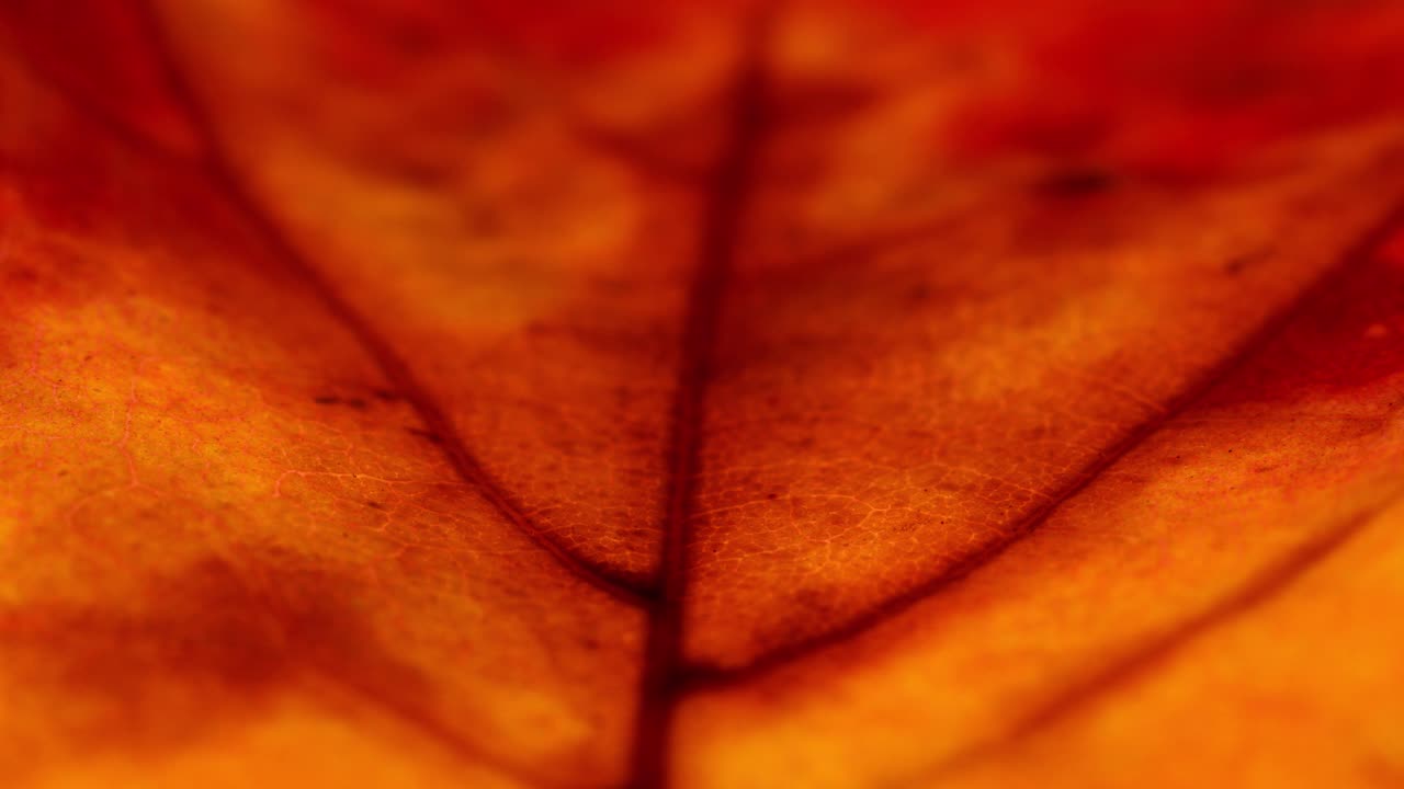 macro de una hoja de otoño de colores brillantes con venas más oscuras