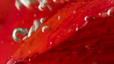 red flower petal with bubbles