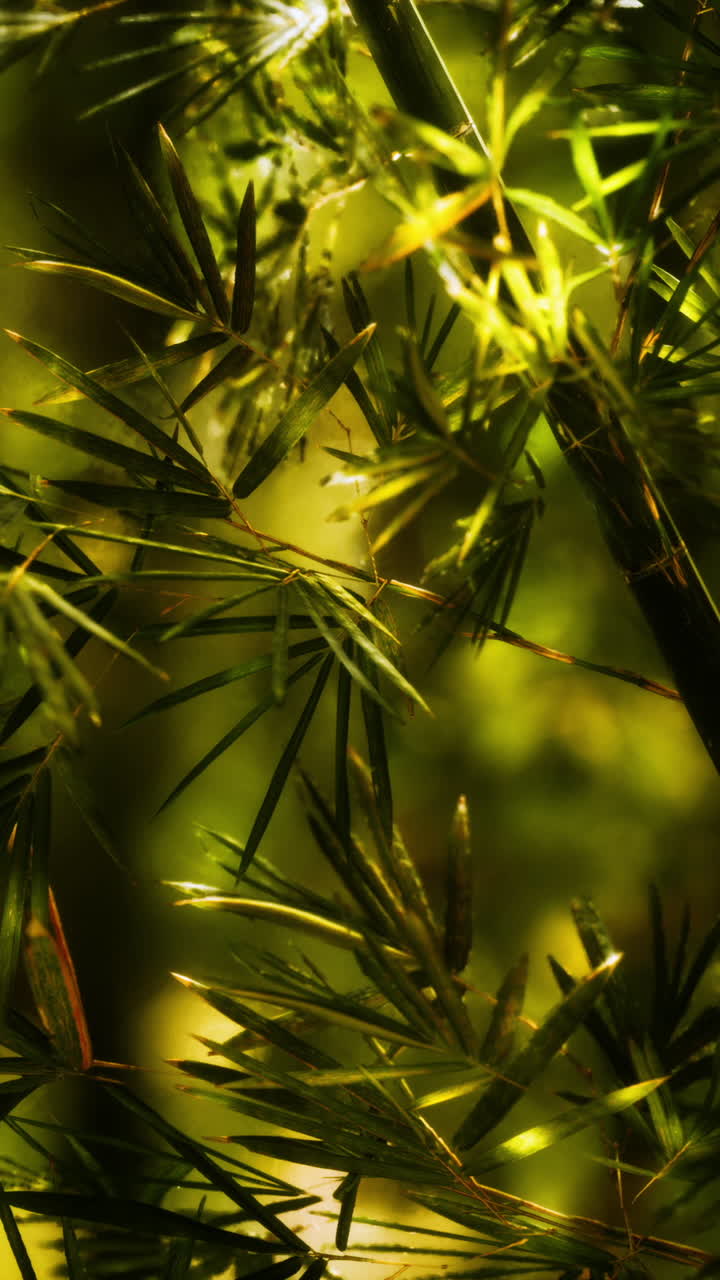 close up de hojas de bambú en un bosque