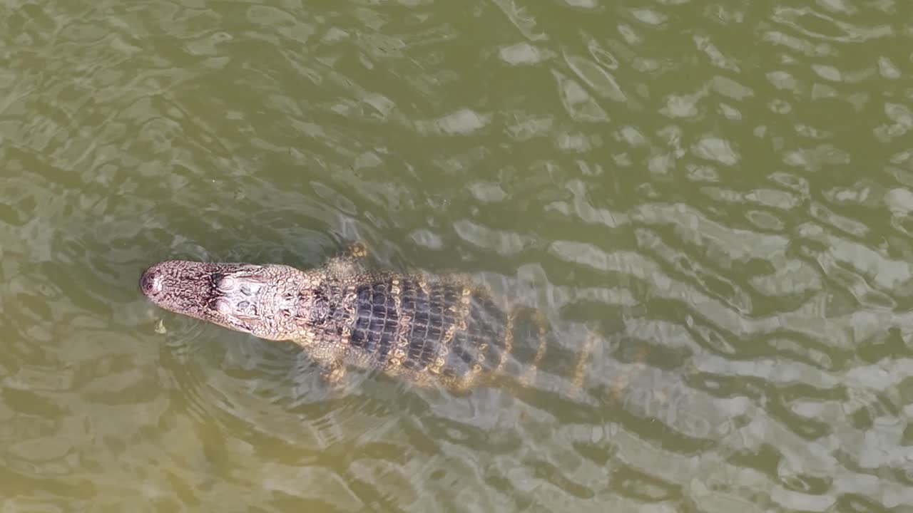 Top side view of an alligator in The Villages, FL