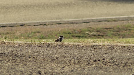 baby chick masked lapwing plover bird cleaning grooming itself by roadside