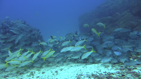 large school of mullet snappers hovers over sandy bottom