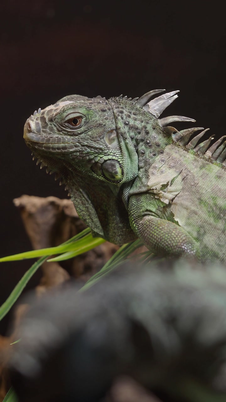 Close-up of a Green Iguana Blinking Slowly