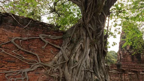 time-lapse of a tree growing over old brick structure