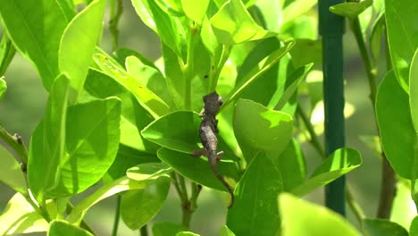 camaleón bebé jackson navegando por una planta en un día ventoso