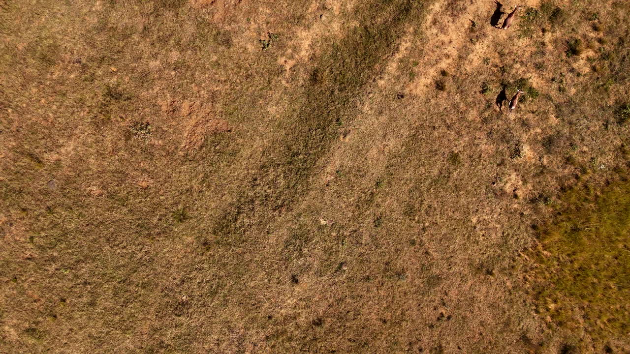 Herd of antelope with long shadows run over veld in slomo, overhead aerial