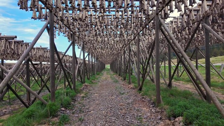 Camminando tra file infinite di tradizionali essiccatoi in legno con stoccafisso che essicca all'aria aperta, uno scenario classico delle Isole Lofoten