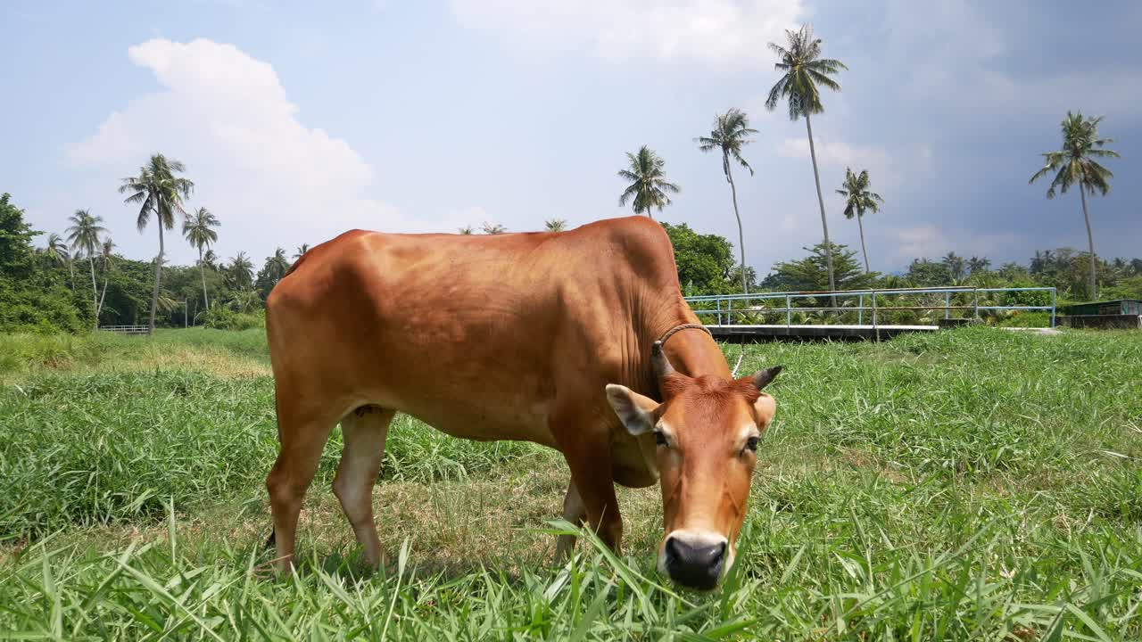 Sapi makan rumput dari sudut rendah.