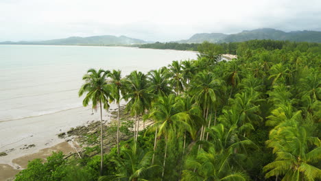 Palm-tree-forest-near-the-coastline,-Thailand,-Drone-shot