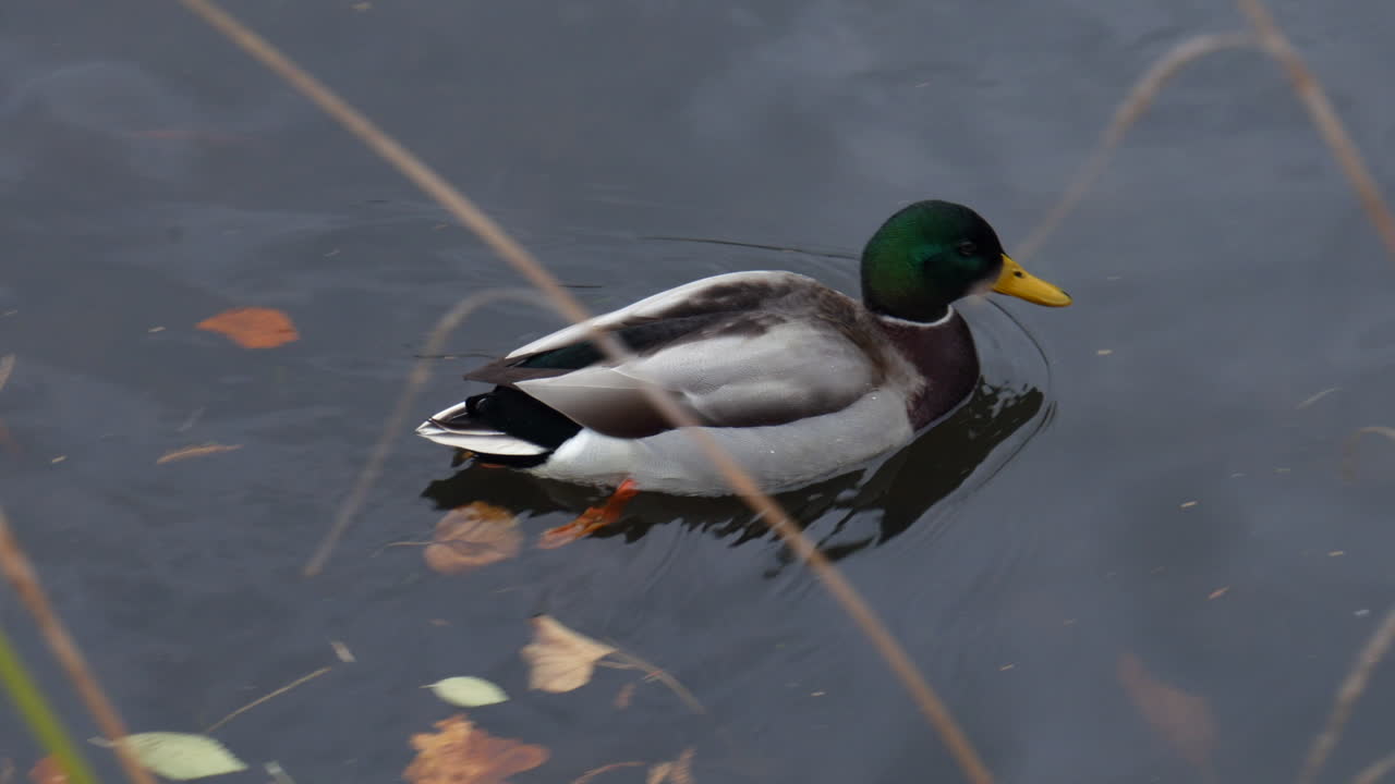 Mallard duck drake swimming in a pond lake