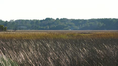 Charleston-Winter-Marsh-Gras-Weht-Im-Nachmittagswind