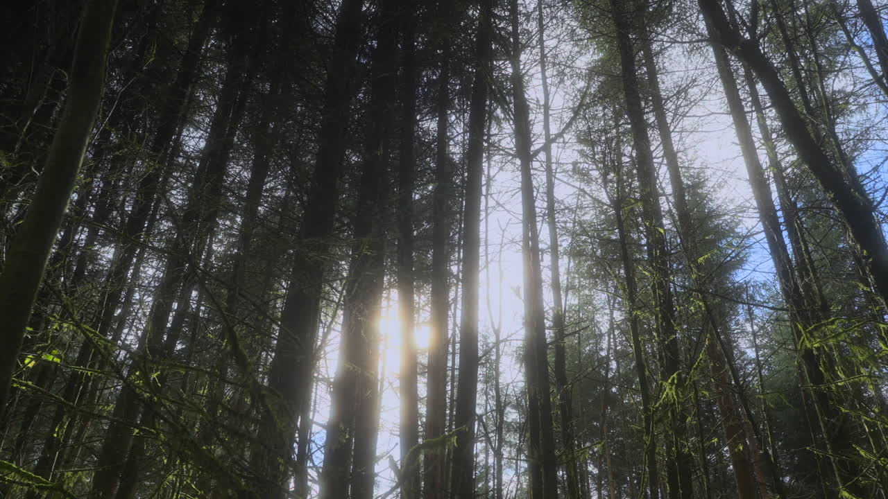 árboles altos y delgados obscureciendo el sol brillante en el bosque inglés en un día de otoño