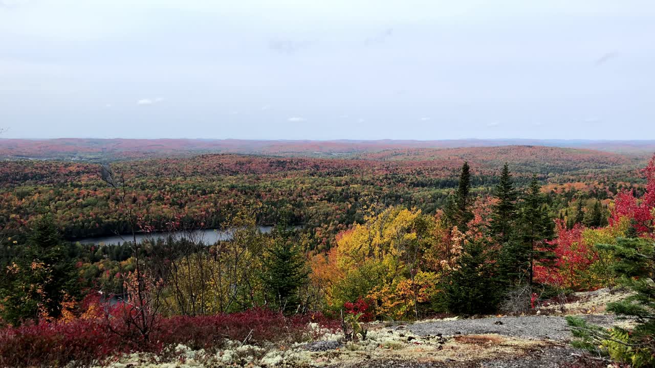 pequeño más audaz entre una colorida variedad de follaje