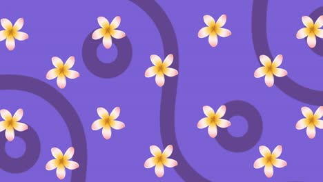 animación de flores rosadas y amarillas giratorias con curvas y círculos púrpuras sobre fondo púrpura