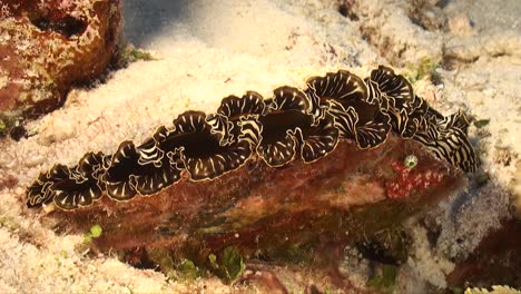 black sea shell sitting on tropical coral reef