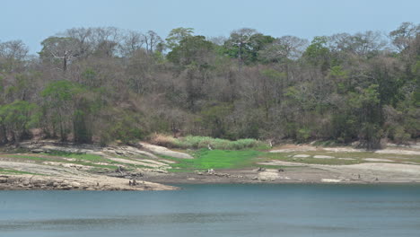 static shot of the noticeable drought on the shore of lake alajuela, panama