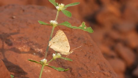 mariposa en flores - verde