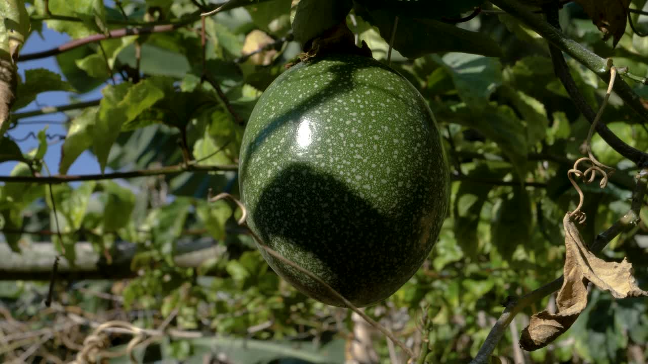 Green vines hold them high, tempting with nectar as breezes pass by