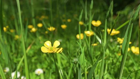 delicadas flores amarillas de ranúnculo bulboso en hierba verde que soplan suavemente durante el día soleado - de mano, de cerca