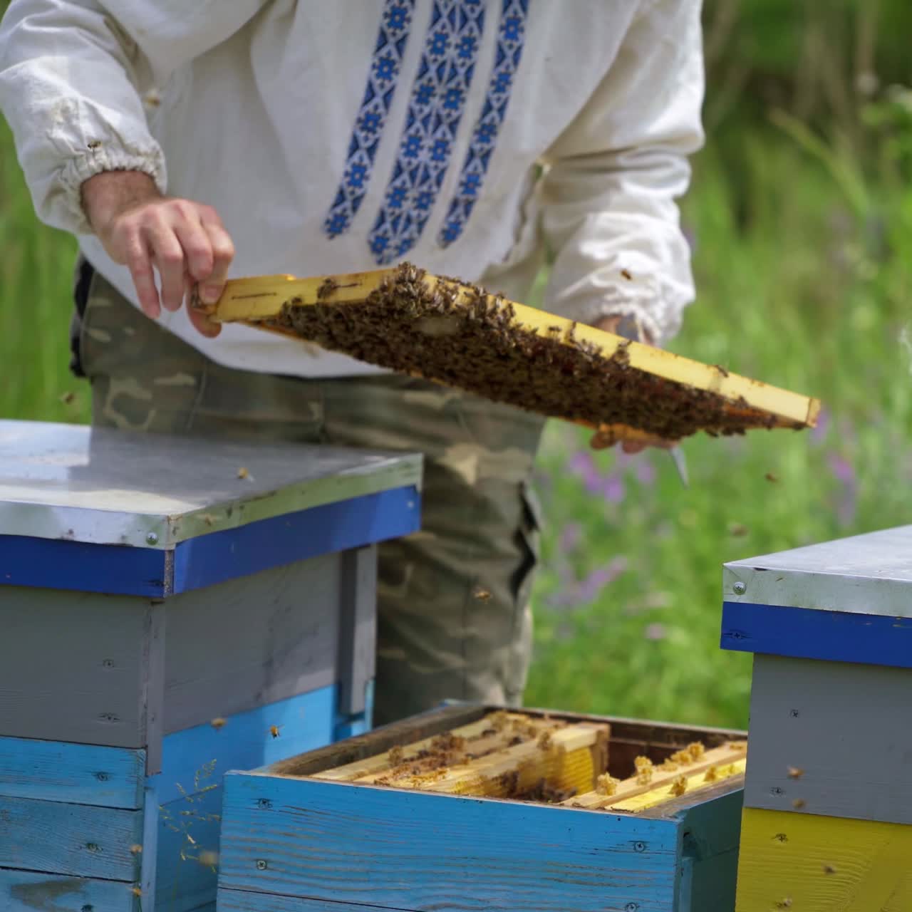 Apicoltore lavora nell'apiario
