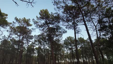 mystical dark forest wild nature wood tracking