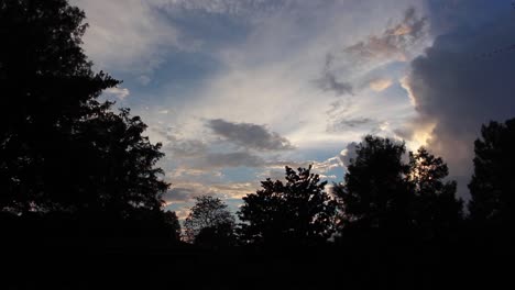 Flock-Of-Birds-In-A-Silhouette-Forest-Flying-In-Formation-In-A-Sunset