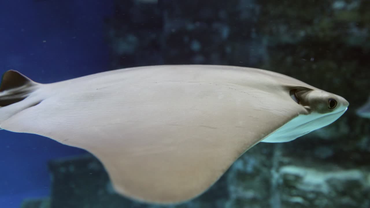 파란 물 에 있는 만타 레이 스팅레이 물고기