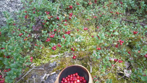 Preiselbeerpflanzen-Und-Holzbecher-Mit-Preiselbeeren,-Die-Im-Nordischen-Wald-Gesammelt-Wurden