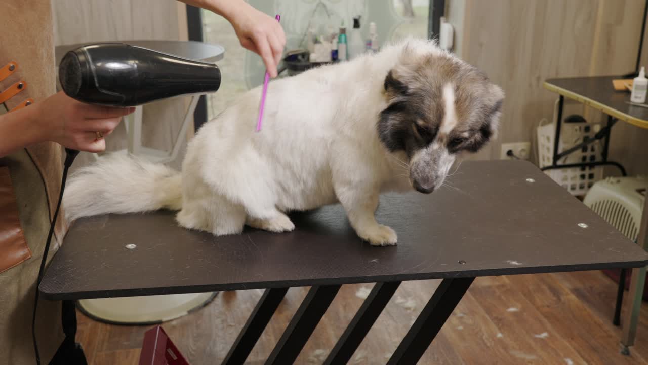 코르기 개 건조, 애완동물 보살 및 헤어 스타일