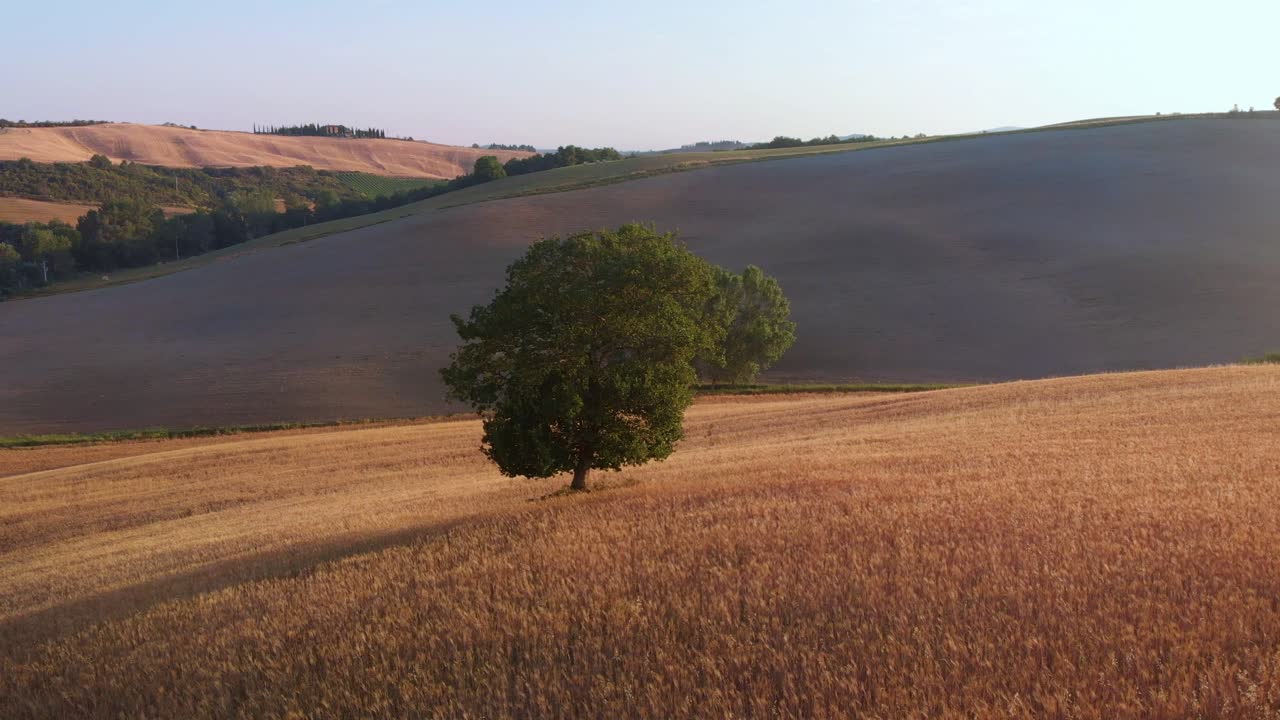 Ripresa aerea circolare di un albero solitario in un campo di San Quirico d'Orcia e della Val d'Orcia in Toscana, Italia